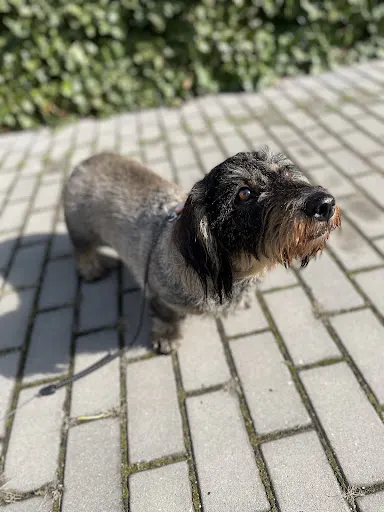 Na psiej ziemi - domowy hotel dla psów, szkolenie psów, petsitter, opieka nad psem, spacery